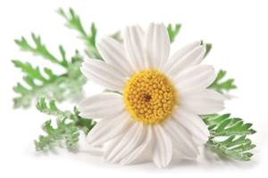 Camomile